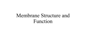 Membrane Structure and Function - Answers