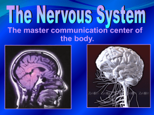 nervous system and Neurons
