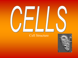 Cells - Kent