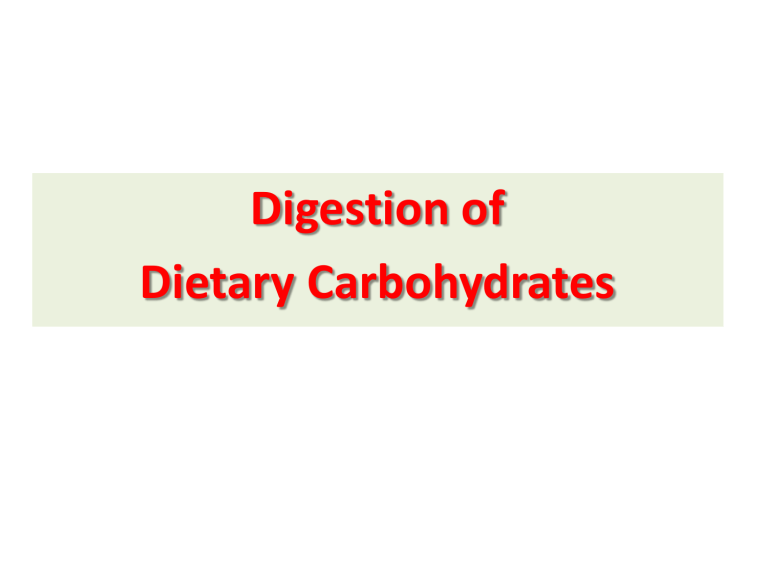 Carbohydrates Proteins Digestion