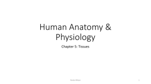 Human Anatomy & Physiology