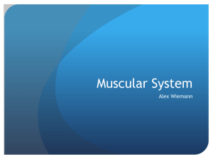 Muscular System - local.brookings.k12.sd.us
