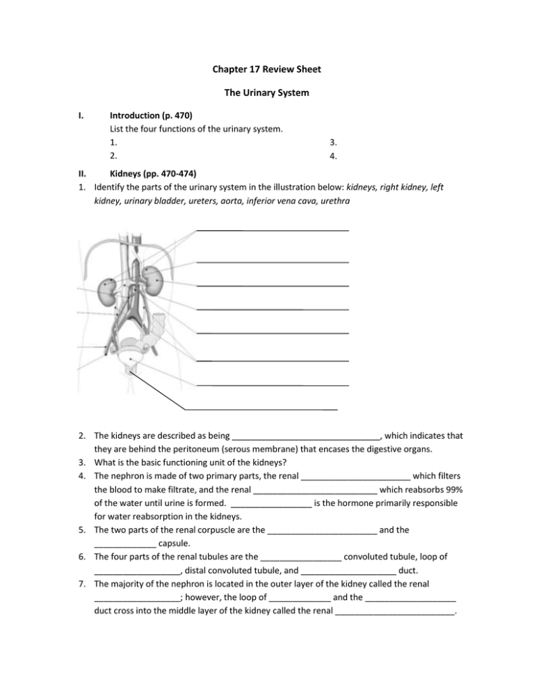 renal system physiology review sheet answers