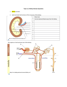 Topic 11.3 Kidney Review Questions