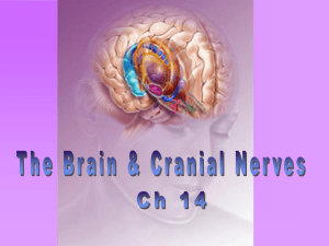 Chapter 14: The Brain & Cranial Nerves
