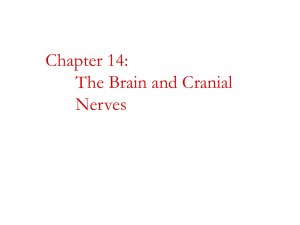 CNS: Brain and Cranial nerves