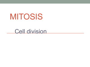 Mitosis PowerPoint Notes