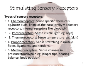 Stimulating Sensory Receptors