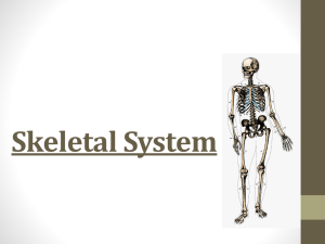skeletal system revised 2013
