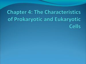 Chapter 4: The Characteristics of Prokaryotic and Eukaryotic Cells