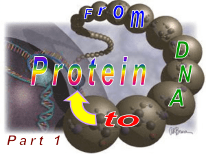The codon for the amino acid serine is UCA