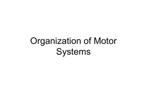 Autonomic Motor Systems