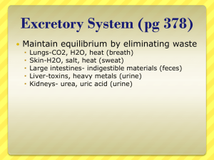 Excretory System (pg 378)