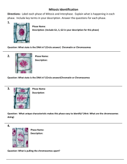 Mitosis Vocabulary