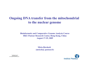 Ongoing DNA transfer from the mitochondrial to the