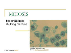 Meiosis 1