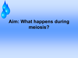 Aim: What happens during meiosis?