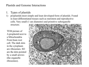 Plastids, like many other organelles, cannot be synthesized de novo