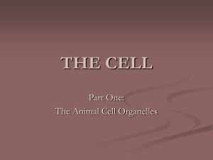 THE CELL