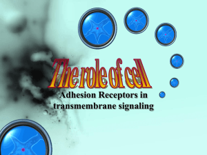 Cell adhesion receptors and the control of cell cycle Cell adhesion