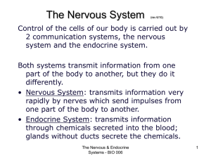 Nervous & Endocrine System