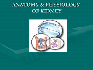 4.Anatomy & Physiology of Kidney - RIMS College