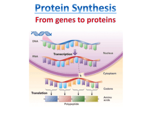 Week 8 Protein Synthesis