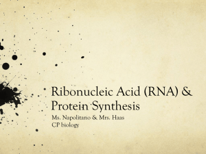 Ribonucleic Acid (RNA) & Protein Synthesis