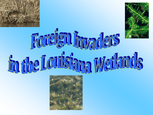 The Eurasian Watermilfoil plant originates from Europe and Asia It