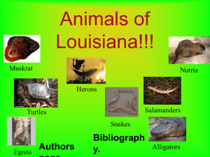 Animals of Louisiana!!!