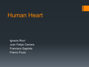Human Heart - Y11-Biology-SG