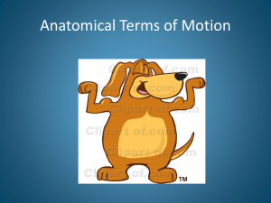 Anatomical Terms of Motion - ALF20-30