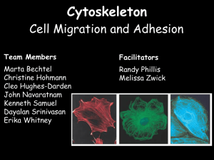 Cytoskeleton Cell Migration and Adhesion (PowerPoint) WVU 2013