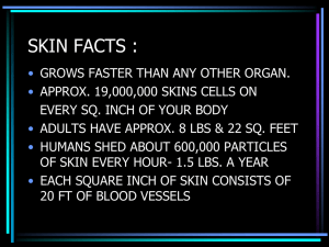 skin – our largest organ - Algonac Community Schools