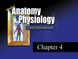 AP CH04 - lambdinanatomyandphysiology