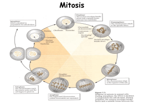 mitosis cytokinesis