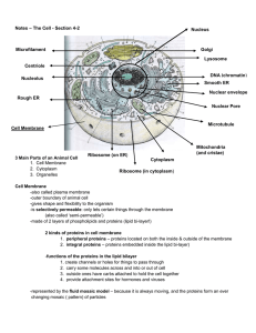 Cell Section 2