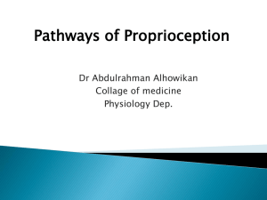 L16-Pathways of Proprioception