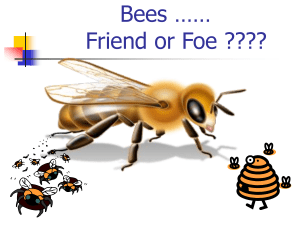 Bees …… Friend or Foe ????