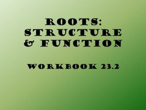 23.2 Roots - OG