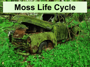 Moss Life Cycle - Cloudfront.net