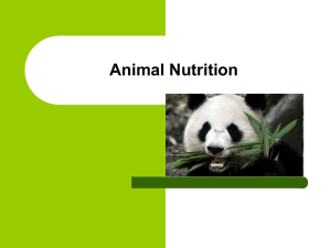 Animal Nutrition What is animal nutrition?