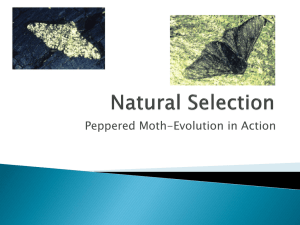 Peppered moth–Evolution in Action Natural selection