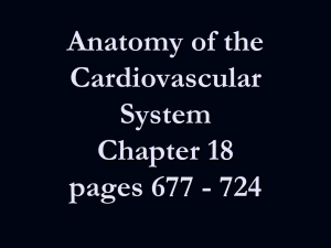 Cardiovascular anatomy Ch. 18