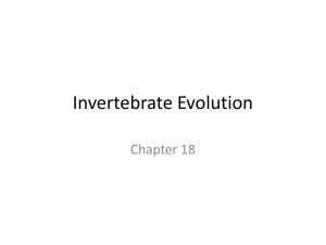 Invertebrate Evolution