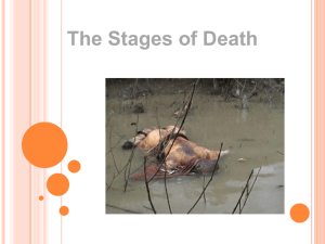Stages of Decomposition