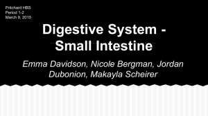 Digestive System - Small Intestine - HBS