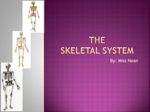 The Skeletal system