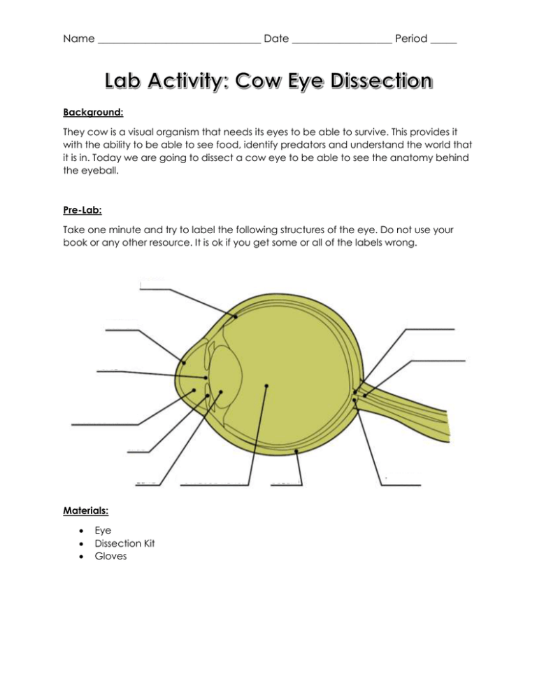 Eye Dissection