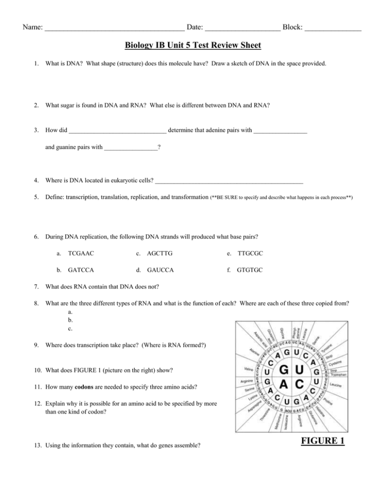 dna-and-rna-review